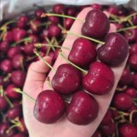 ราคา เชอร์รี่ ไซส์ 9.5 Cherries เชอร์รี่แดง usa เนื้อกรอบ รสชาติหวาน (21754933610)