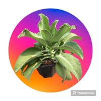 ราคา ต้นเศรษฐีพันล้าน ไซส์ s 2 ต้น 19 บาท (11417010578)