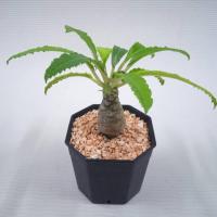 ราคา มะพร้าวทะเลทราย Dorstenia (19984128903)