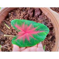 ราคา ช้างเผือกใบบัว สีแดงสดสวย (13222136144)