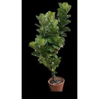 ราคา ไทรใบสักฟร์อมสวย ต้นแข็งแรง 1.5 2เมตร+-ไม้ขุด ไม้ล้อม (23955933537)