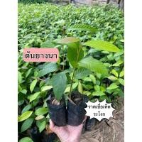 ราคา ต้นยางนาราดเชื้อเห็ดระโงก ชุด 10 ต้น (28217699821)