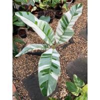 ราคา กล้วยด่างฟลอริด้า florida banana ด่างสวยสะกดทุกใบ (40554010791)