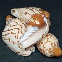 ราคา เปลือกหอย โนรี ตกแต่งตู้ปลา บ้านของน้องปูเสฉวน ของสะสม งานDIY ตัวละ 35 บาท (6843634563)