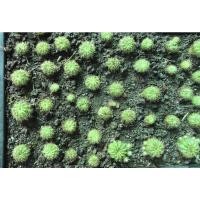 ราคา แคตตัสกระบองเพชรดาวล้อมเดือน (13252388529)