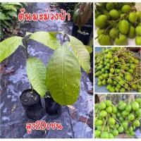 ราคา ต้นมะม่วงป่า ชุด4ต้น80บาท ต้นพร้อมส่ง พร้อมปลูก สูง20เซน (26183865356)