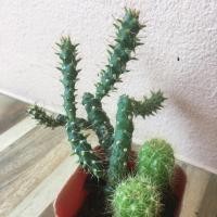 ราคา กระบองเพชร แคคตัส ดาวล้อมเดือน สามร้อยยอด โอพันเทีย ขนาดกระถาง2นิ้ว ได้ทั้ง2ชนิด3ต้น (5440014031)