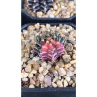 ราคา ยิมโนด่าง ไม้เมล็ด ด่างสวย (ยิมโนแคคตัส) (10236168858)