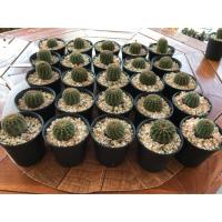 ราคา กระบองเพชร แคคตัส (Cactus) อิชิอ๊อป (Echinopsis) (3702478243)