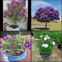 ราคา (ขาย ต้นพันธุ์) ดอก ต้น ต้นม่วงมงคล ต้นขาวมงคล ออสเตรเลีย ม่วงมงคล ขาวมงคล fadel (13546731558)