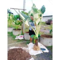 ราคา บอนกระดาดด่างขาวสายพันธุ์ยักษ์ (ขายต้นแม่พันธ์) 1 ต้นแต่ถ้าซื้อ 5 ต้นบอนกระดาดด่างขาวสายพันธุ์ยักษ์ 1 ต้นค่ะ (27687995490)