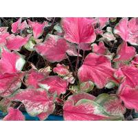 ราคา บอนสีปลาบู่ทอง กระถาง 4 นิ้ว ฟอร์มกอ กัดสีแล้ว ฟอร์มกอทุกกระถาง ส่งเร็วน๊าสั่งวันนี้ส่งพรุ่งนี้จ้า (18793962700)