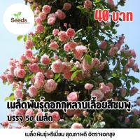 ราคา เมล็ดพันธุ์ ดอกกุหลาบเลื้อยสีชมพู บรรจุ 50 เมล็ด (42323816630)