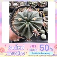ราคา เฟอโร เล็บเหยี่ยว ไม้เมล็ด (15948986372)