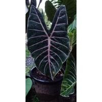 ราคา เหง้าบอนดำสตูลสดๆ ขุดสดจากภูเขาสตูลบอนดำสตูล(ลุ้นชมพู) (12312232932)