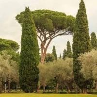 ราคา เมล็ดพันธุ์ สนเมดิเตอเรเนียน ไซเปรส Cupressus sempervirens Mediterranean cypress 10 เมล็ด (8152945732)