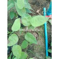 ราคา ต้นพันธุ์ ตะเคียนหิน พร้อมปลูกในถุงดำ 59บาท ตะเคียนหิน หรือ ตะเคียนทราย,เหลาเตา,ตะเคียนหนู ประโยชน์การใช้สอย (40271860542)