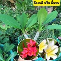 ราคา ลีลาวดีหรือ ลั่นทม ไม้มงคล ดอกสีแดง สีเหลือง กิ่งพันธุ์ลีลาวดี ขายพร้อมถุงชำ รากออกแล้วพร้อมปลูก (19530940926)