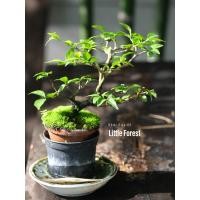 ราคา วัตถุดิบบอนไซโมกเวียดนาม (44202235215)