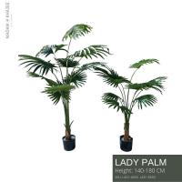 ราคา Lady Palm Height 140-180 cm ต้นจั๋ง ความสูง 140-180 ซม (19807434371)