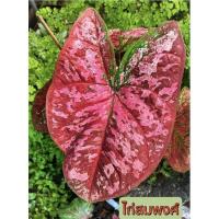 ราคา บอนสีได้สมพงศ์บอนสีตระกูลไก่หายาก จัดส่งตันกัดสีแล้วส่งทั้งกระถาง (17090788384)