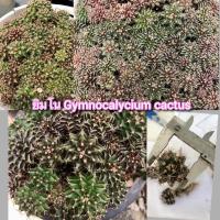 ราคา ยิมโน Gymnocalycium cactus เชื้อด่างเชื้อ ต้นละ 3 บาท (13615648974)
