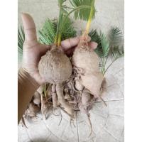 ราคา หัวปรง รอบหัว15cm.ส่งเฉพาะหัวไม่มีใบ ปรง ต้นปรง หัวปรง ปรงป่า ปรงนา ปรงโคก ต้นปรง ปรง (3957695959)