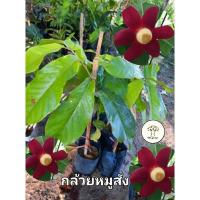 ราคา ต้นกล้วยหมูสัง กล้วยหมู่สัง กล้วยมุดสัง ไม้หายาก ดอกสวย (25775081281)