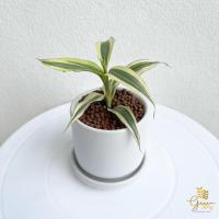 ราคา ไผ่กวนอิม ไผ่ทอง ต้นไม้จิ๋วมงคล✨พร้อมกระถางเซรามิก 3 นิ้ว (14412680556)