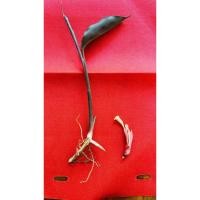 ราคา ว่านดอกทองเขมร 1แถม1(ต้นแถมดอก) ว่านราคะ ว่านมหาเสน่ห์ ว่านดอกทอง ดอกทองแท้ ว่านรากราคะ (27335246572)