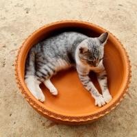 ราคา อ่างดินเผา 18 นิ้ว อ่างเลี้ยงปลา อ่างบัวดินเผา อ่างทำน้ำตก อ่างเลี้ยงเต่า อ่างบัวใหญ่ อ่างตั้งพญานาค อ่างตั้งพระพิฆเนศ (9436748507)