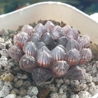 ราคา ฮาโวเทีย Haworthia OB1 (7940078945)