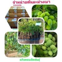 ราคา #จำหน่ายต้นมะม่วงเบา มะม่วงเบา (4813272521)