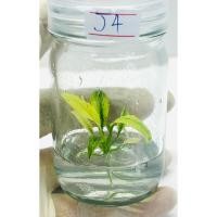 ราคา ห์จันทร์นาคฟูลมิ้น ต้นสวยมาก จันนาคด่าง ไม้เนื้อเยื่อ เพาะเลี้ยงเนื้อเยื่อเสน่ห์จันทร์นาค ไม่สุดหายาก ไม้ Rare ฟอกอากาศ (22377686811)