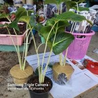 ราคา ว่านเสน่ห์จันทร์ขาวกระถาง5" (20992714026)