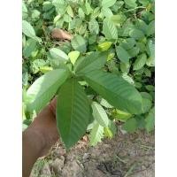 ราคา พยอม ไม้ป่าไม้ยืนต้น (14295675906)