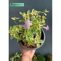 ราคา ต้นบุษบาพารวย#ไม้มงคล#ไม้ประดับ#ไม้จัดสวน (9312829963)