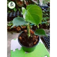 ราคา ต้นไม้ฟอกอากาศ มอนสเตอร่า ไจแอนท์ (3190646495)