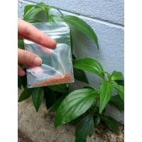 ราคา ผู้ค้าส่งเมล็ดพันธุ์ เมล็ดพันธุ์ ฟ้าทะลายโจร ฟ้าทะลาย หญ้ากันงู น้ำลายพังพอน เมฆทะลาย ฟ้าสะท้าน (Kariyat, The Creat)3 (4197480877)