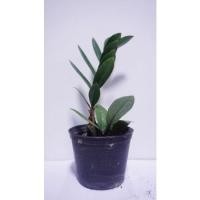 ราคา ต้นกวักมรกต เรียกทรัพย์ ร่ำรวย ไม้ฟอกอากาศ (10586419076)