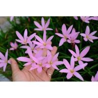 ราคา บัวดินพิมชมพูชุดละ20หัว (22353586170)