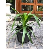 ราคา ต้นจันผา ต้นไม้พืชมงคง (23043068819)