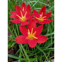 ราคา บัวดิน นพิน ชุด 2 หัว (24087647065)