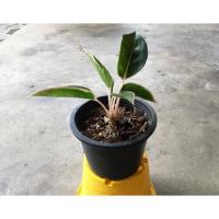 ราคา ต้นแสงเงินแสงทอง อโกลนีมา (Aglaonema) แก้วกาญจนา สยามออโรร่า รวยล้นฟ้า กระถาง 8 นิ้ว (15713853700)