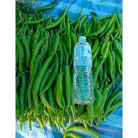 ราคา พริกหนุ่มเขียว1ถุงดำมี1ต้น พร้อมลงถุงปลูกราคาถูกที่สุด ผักสวนครัว พร้อมถุงดำ ประโยชน์เยอะ ❣️❣️❣️❣️ (24955317708)