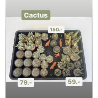 ราคา กระบองเพชร ( Cactus) แมมขนนกเหลืองดอกขาว Mammillaria Schiedeana (8683729632)