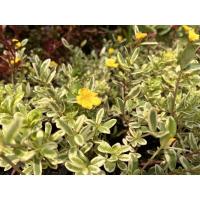 ราคา คุณนายตื่นสาย ใบด่าง ด่างเหลือง กิ่งละ 15 (15380859513)