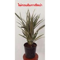ราคา ต้นไผ่กวนอิมกาเซียน่า ไม้มงคล (3912872246)