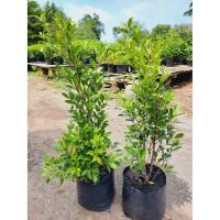 ราคา ไทรเกาหลี 80 cm-1.2 m พร้อมส่ง ทำรั้ว ดูแลง่าย ขยายพันธุ์ได้ (8152496030)