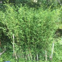 ราคา ต้นกล้าไผ่รวก ราคาถูกชื้อครบ 10เเถม2 (18636193939)